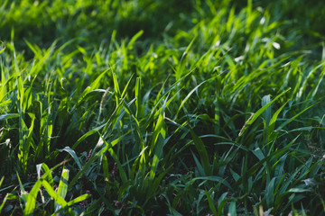 Green grass close-up