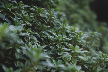 Bush leafs perspective blurred