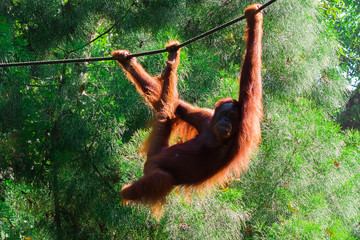 Orangutans in wildlife in the jungle of Borneo