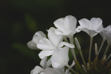 White flowers blurred
