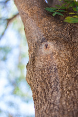 Obraz premium Tree trunk perspective blurred background