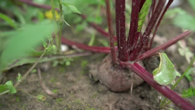 Beetroot in a vegetable garden. Beetroots with leaf. Slow motion