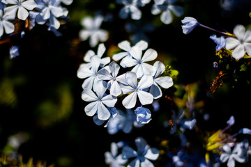 Blue flowers on green blurred background