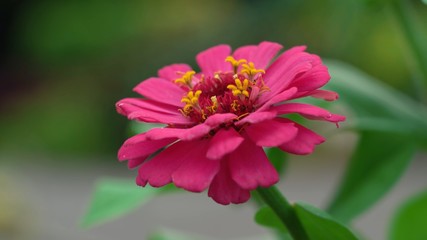 Obraz premium pink flower