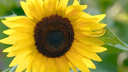 Naklejka premium sunflower