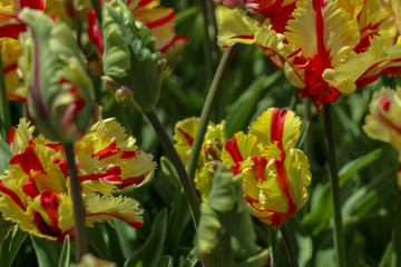 yellow red tulip very elegant and beautiful, Istanbul