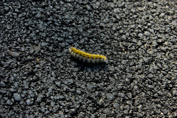 Green and yellow caterpillar on dark asphalt