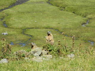 Murmeltiere in den Bergen