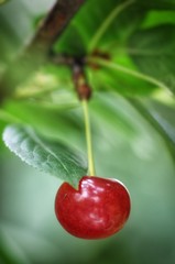 cherry on tree