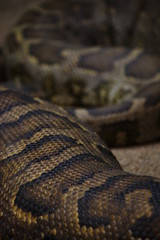 Brown big snake skin texture