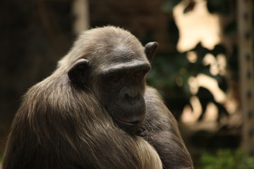 Tired and sad chimpanzee portrait