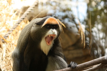 Angry De Brazza's monkey with white beard