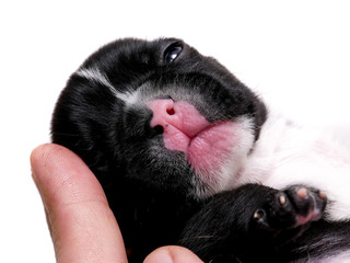 French bulldog, 3 weeks old, puppy on white