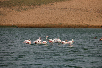 Naklejka premium Relaxing in the lake