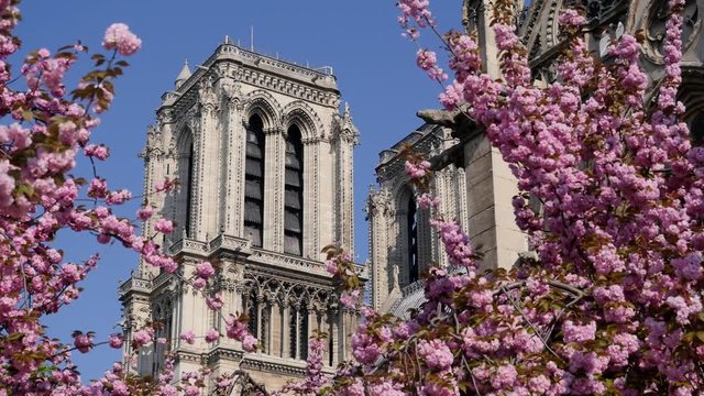 Colorful cherry blossom tree and Notre Dame Cathedral Paris