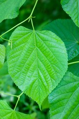 A close view of the green springtime leaf on the branch.