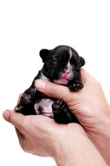 French bulldog, 3 weeks old, puppy on white