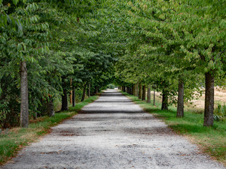 Punto di fuga nella natura