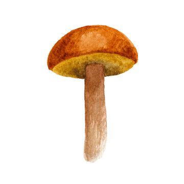 Watercolor mushroom illustration isolated on white background. Hand drawn edible porcino mushroom. Summer or autumn forest harvesting. Kitchen textile template.