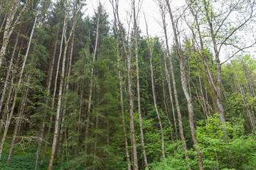 Schadbild beim Eschentiebsterben 