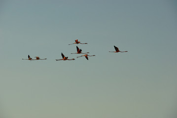flying flamingos. pink flamingos flying in the blue sky