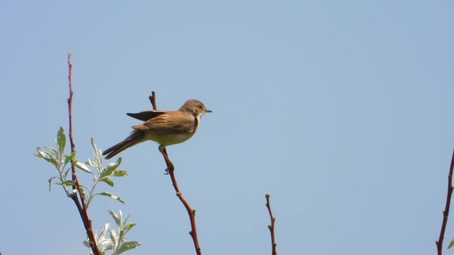 Greater Whitethroat singing on a tree branch