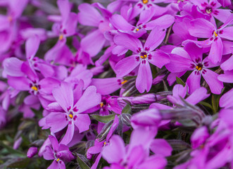 Fototapeta premium purple flowers in the garden