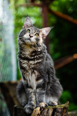 close-up blue tabby cat looking up in garden with soft light background. Gray Maincoon cat in forest daytime lighting.