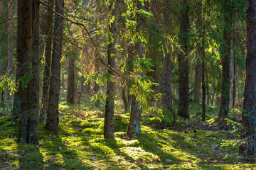 Forest. Woodland. Summer green firs and pine in forest. Russian wild nature