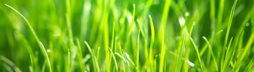Spring background. Fresh nature green grass