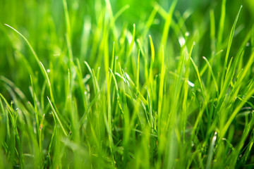 Spring green grass with dew drops in morning sunlight. nature background