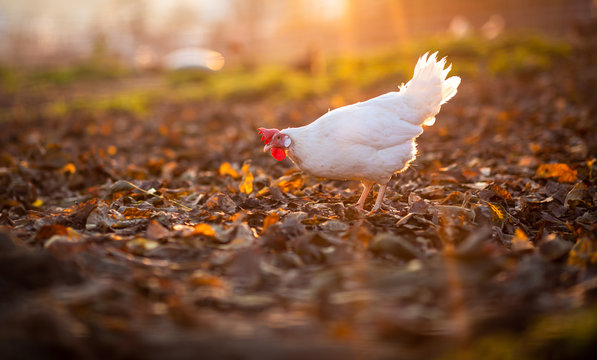 Hen in a farmyard (Gallus gallus domesticus)
