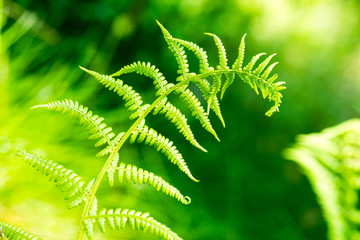 fern on green background