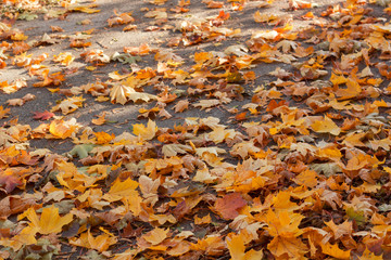 fallen colorful leaves on the road. natural autumn pattern