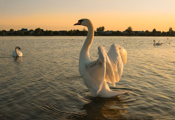 Swan spreads its wings on the lake. Sunset on the lake. Swan on vacation.