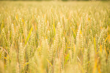 Beautiful wheat field close-up, soon getting ripe. Farm field in summer.