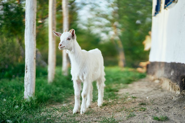 white goat on green grass