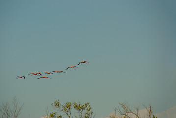 flying flamingos. pink flamingos flying in the blue sky
