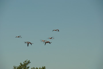 flying flamingos. pink flamingos flying in the blue sky