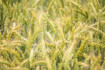 Beautiful wheat field close-up, soon getting ripe. Farm field in summer.