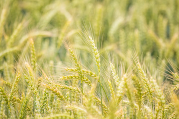 Beautiful wheat field close-up, soon getting ripe. Farm field in summer.