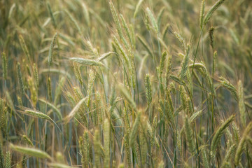 Beautiful wheat field close-up, soon getting ripe. Farm field in summer.