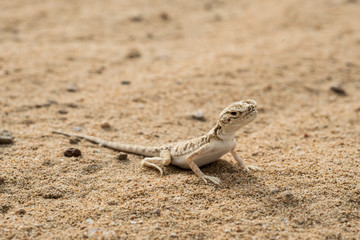 lizard in the desert