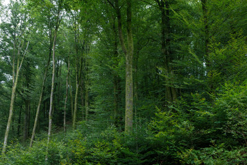 Forest Vosges France