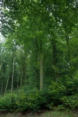 Fototapeten Wald Vogesen Frankreich © A