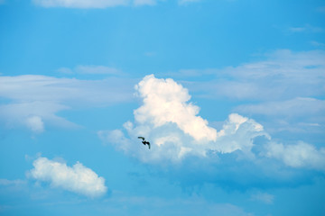 Swallows and white clouds against the blue sky