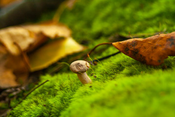 Small mushroom in the forest. Started mushroom season. Fairy macro world. Not staged photo. Wonders of nature. Beautiful landscape.