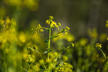 Beautiful wild turnip flowers blossoming in the field. Wild edible plant groving in natural habitat.