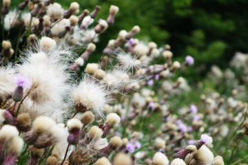 marsh thistle 'cirsium palustre' in a meadow in Poland