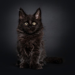 Fluffy solid black Maine Coon cat kitten, sitting facing front. Looking beside camera. Isolated on black background.